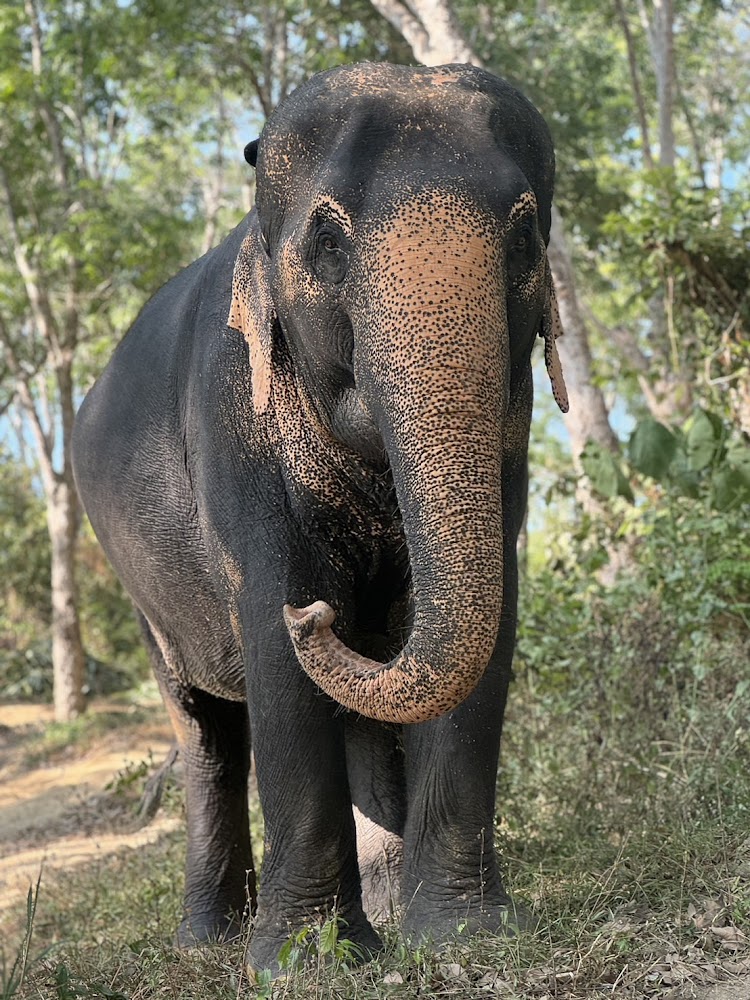 Mali the elephant at Phuket Elephant Park